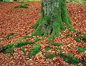 Tough: Beech