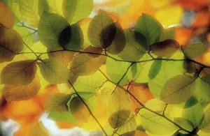 Inspiring: Beech