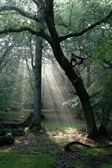 Imaginary: Beech