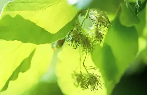 Downy: Beech