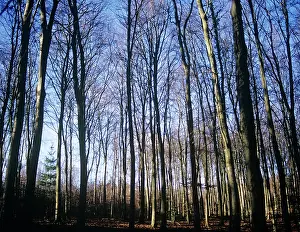 Maturing: Beech