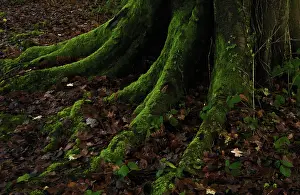 Imaginary: Beech
