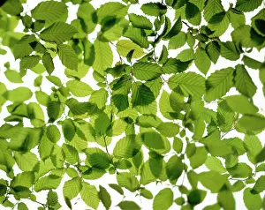 Crazy: Beech