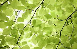 Away: Beech