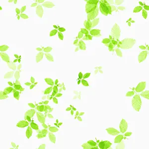 Crazy: Beech, Fagus sylvatica, abstract pattern of leaves, colour m