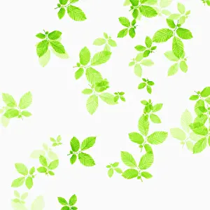 Crazy: Beech, Fagus sylvatica, abstract pattern of leaves, colour m
