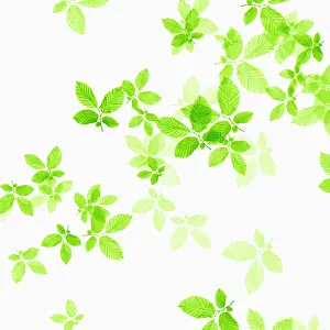 Crazy: Beech, Fagus sylvatica, abstract pattern of leaves, colour m