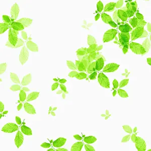 Crazy: Beech, Fagus sylvatica, abstract pattern of leaves, colour m