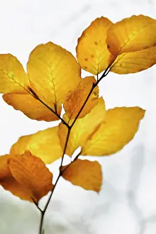 Bach: Beech, Fagus sylvatica, Brown coloured leaves in Autumn.-