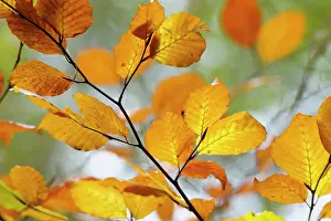 Bach: Beech, Fagus sylvatica, Brown coloured leaves in Autumn.-