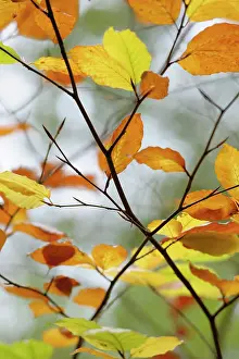 Bach: Beech, Fagus sylvatica, Brown coloured leaves in Autumn.-