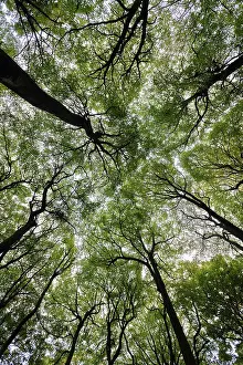 Bach: Beech, Fagus sylvatica, View looking up toward canopy showin