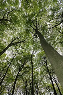 Bach: Beech, Fagus sylvatica, View looking up toward canopy showin