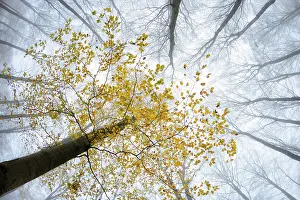Pres: Beech (fagus) with yellow leaves in autumn, bare