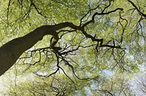 Bach: Beech, Fasgus sylvatica, Looking through the canopy of branc