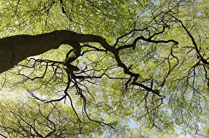 Bach: Beech, Fasgus sylvatica, Looking through the canopy of branc