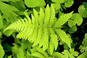 Shady: Beech Fern - in shady woodland