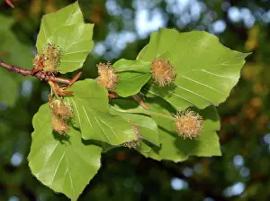 200620: Beech Fflowers