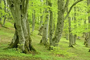 Sant: Beech forest - ancient specimen in Bosco di Sant Antonio