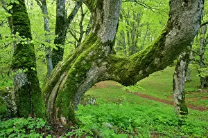 Sant: Beech forest - ancient specimen in Bosco di Sant Antonio