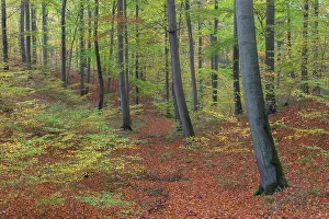 Beech: Beech forest autumn 11