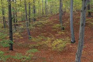Beech: Beech forest autumn 14