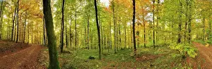Sylvtica: Beech forest autumn