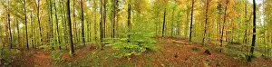 Sylvtica: Beech Forest autumn