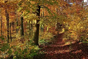 Leafy: Beech Forest autumn