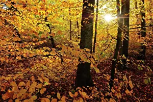 Leafy: Beech Forest autumn