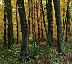 Beeches: Beech Forest autumn
