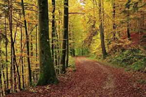 Leafy: Beech Forest autumn
