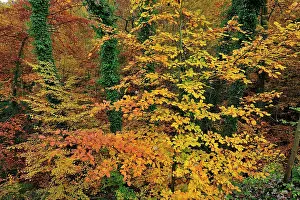 Leafy: Beech forest autumn