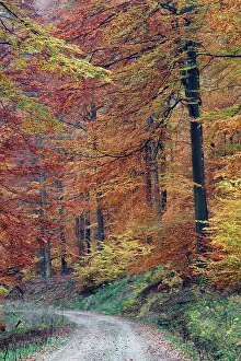 Footpaths: Beech Forest - in autumn colour