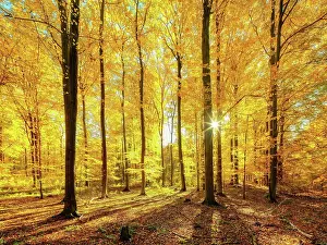 Filter: Beech forest in autumn, sun shining through the