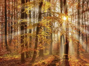 Beech: Beech forest in autumn, sun shining through fog