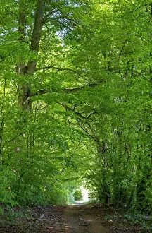 Fagus: Beech forest, beech trees (Fagus) in Reitlingstal