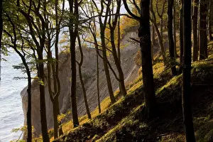 080719: Beech forest and chalk cliffs at National Park Jasmund