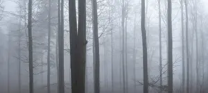 Misty: Beech forest in dense fog, Upper Palatinate