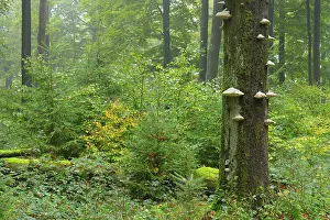 Bracket: Beech forest (Fagus sylvatica) in autumn, Spessart