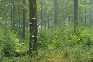 Bracket: Beech Forest (Fagus sylvatica) in autumn, Spessart