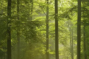 Silvatica: Beech forest (Fagus sylvatica) in early morning