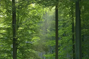 Spessart: Beech forest (Fagus sylvatica), Spessart, Bavaria