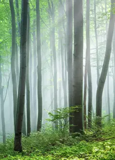 Filter: Beech forest flooded with light, sun shining through
