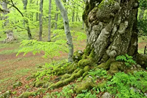 Sant: Beech forest - giant specimen in Bosco di Sant