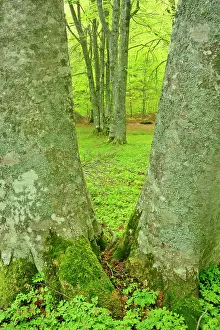 Sant: Beech forest - two giant specimen framing others