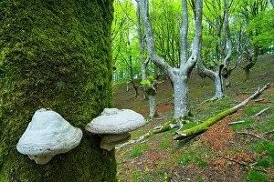 Bracket: Beech forest, Oianleku, Penas de Aia Natural Park