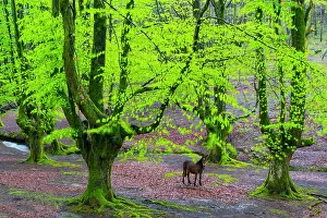 Silvatica: Beech forest, Otzarreta beech forest, Gorbeia Natural