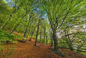 Leading: Beech forest - small path leading through sunlit old-growth