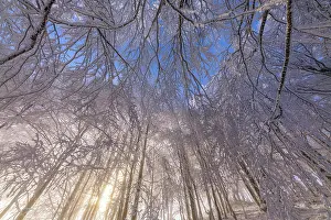 Storms: Beech forest after a snow squall, Massif du Grand